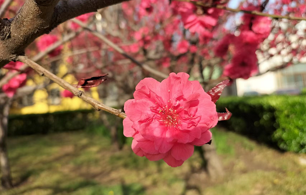 北京韋林意威特工業(yè)內(nèi)窺鏡有限公司致敬每一位女性勞動者